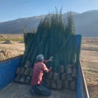 نهال|خدمات باغبانی و درختکاری|سده (خراسان جنوبی), |دیوار