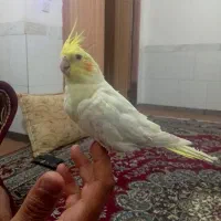 3عدد عروس هلندی