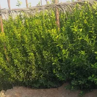 فروش|خدمات باغبانی و درختکاری|میناب, |دیوار