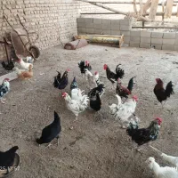 تخم مرغ  گلین|خوردنی و آشامیدنی|ساوه, |دیوار