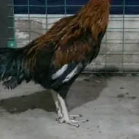 خروس برا کشتن و نگه داشتن