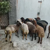 بره ماده