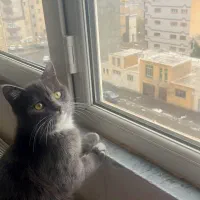 گربه رایگان با ۴ تا بچه