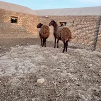 دوعدد بره ماده افشاری