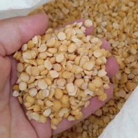 لپه ،محصول امسال