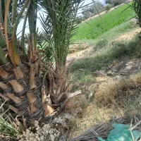 فسیل کلوته