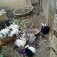 بچه خرگوش وخرگوش|موش و خرگوش|شیراز, بید زرد|دیوار