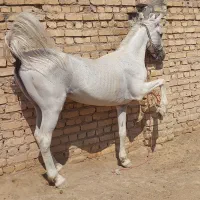اسب نریان کرد سواری دار