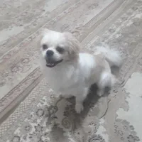 سگپاکوتاه|سگ|کرج, خرمدشت|دیوار