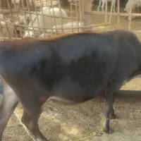 بره  گاو ابستن  گوساله ماده|حیوانات مزرعه|بندرعباس, |دیوار