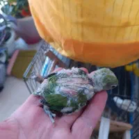 کوتوله سرلاکی