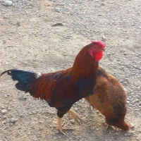 مرغ و خروس دورگ لاری