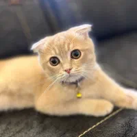 بچه گربه ۴ ماهه اسکاتییش زیبا|گربه|قم, مهدیه|دیوار