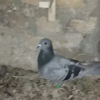 یک جفت آلمانی و کرمانی