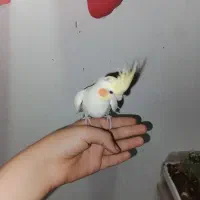 عروس هلندی جوجه|پرنده|بومهن, |دیوار