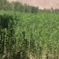 فروش نهال صنوبر نیگرا