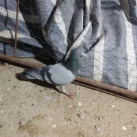 یه جفت کبوتر مسافتی