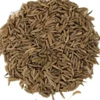 زیره عالی قیمت عمده