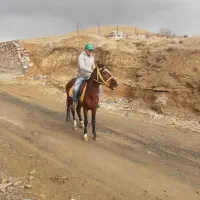 فروش اسب دره شور در کوهسار ، هرجاب