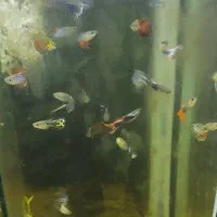 ماهی گوپی همه درجه یک تکثر اهواز