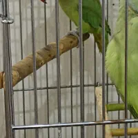 طوطی ملنگو|پرنده|تهران, امیریه|دیوار