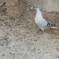 پرنده|پرنده|مشهد, حجت|دیوار