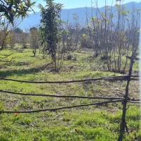 ۴۴۰۰متر زمین تنکابن،استخرسر،رهن واجاره جهت گلخانه.|اجارهٔ دفتر صنعتی، کشاورزی، تجاری|خرم‌آباد (تنکابن), |دیوار