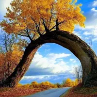 فروشنده چیدمان