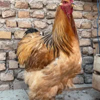 خروس برهما بوف