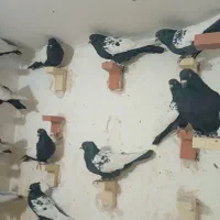 25تانرسینه سیاه|پرنده|ماهان, |دیوار