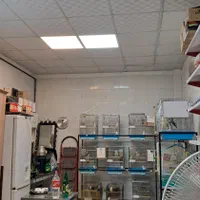 مغازه