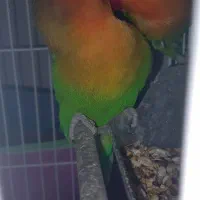 یه جفت کوتوله برزیلی و عروس هلندی