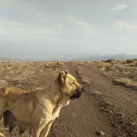 سگ ماده اصیل سرابی دوساله