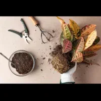 تعویض گلدان و خاک گل و گیاه و نهال و درخت|خدمات باغبانی و درختکاری|فلاورجان, |دیوار