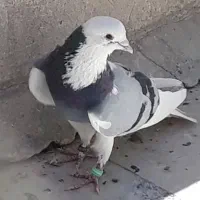 کبوتر