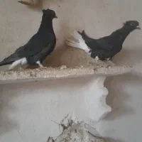 یک جفت سیاه دم سفید اصل|پرنده|ملکان, |دیوار