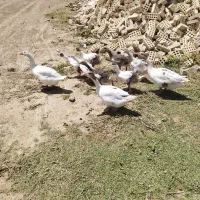 غاز