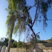 خرید چوب خدمات انجام حرص درخت وخرید چوب|خدمات باغبانی و درختکاری|بندرعباس, |دیوار