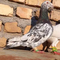 کفتر سار هفترنگ لیمویی آلمانی زرد سبز کاریر|پرنده|مشهد, شهید معقول|دیوار