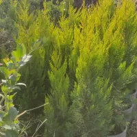 نهال و گل و گیاه زینتی|خدمات باغبانی و درختکاری|چهاردانگه (تهران), |دیوار