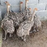 جوجه شترمرغ