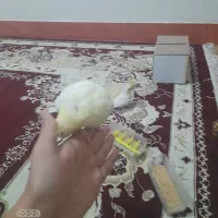 خرید و فروش عروس هلندی دستی|پرنده|تربت جام, فاز ۱ فرهنگیان|دیوار