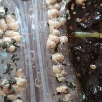 حلزون|خزنده|پرند, فاز ۶|دیوار