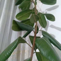 گل آپارتمانی|گل و گیاه طبیعی|سنقر, |دیوار