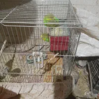 مرغ عشق|پرنده|لنجان, |دیوار