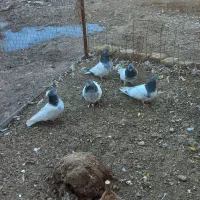 کبوتر کله دار سو قدیم