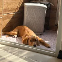 سگ نژاد گلدن ماده ۶ ماهه، فوق‌العاده آروم و مهربون