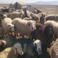 دوراس میش داشتی و یک راس قوچ