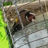 سهره  یک ماه قفس