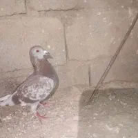 کبوتر